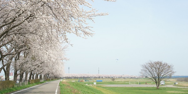 荘内　赤川河川敷桜並木
